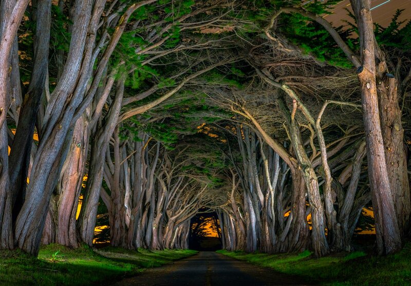 Tree Tunnel at Night