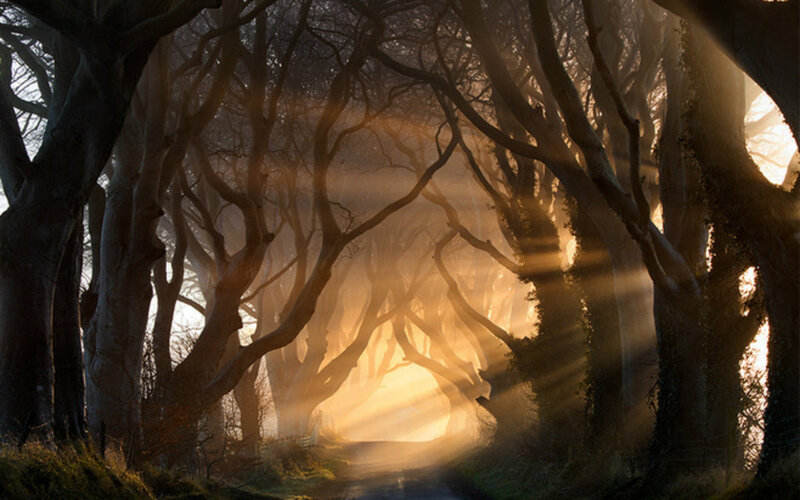 Tree Tunnel at Sunrise