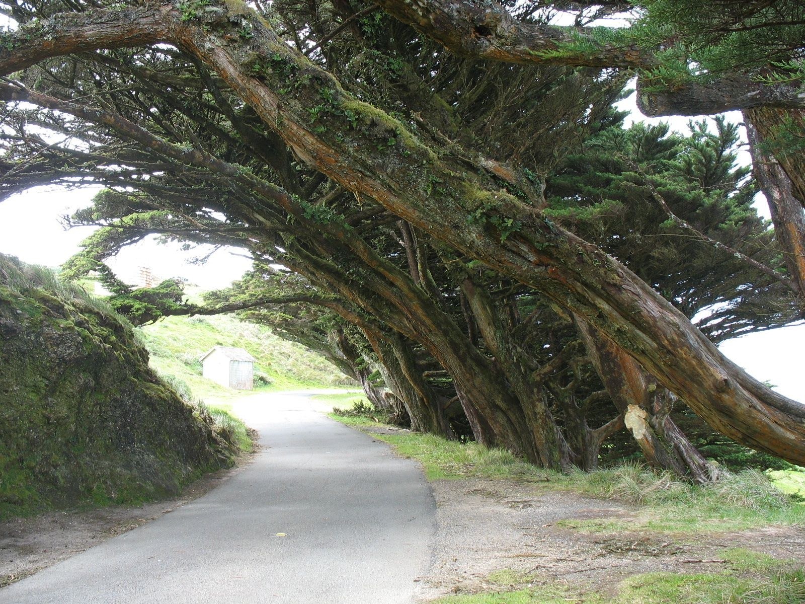 tree tunnel on a winding road