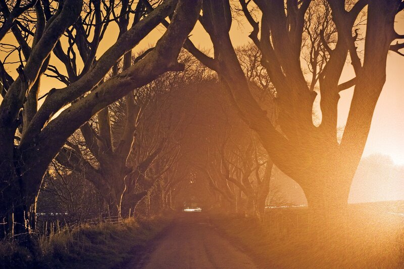 Tree Tunnel on Dirt Road
