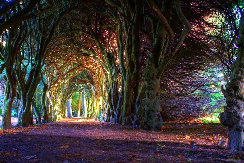 tree tunnel path