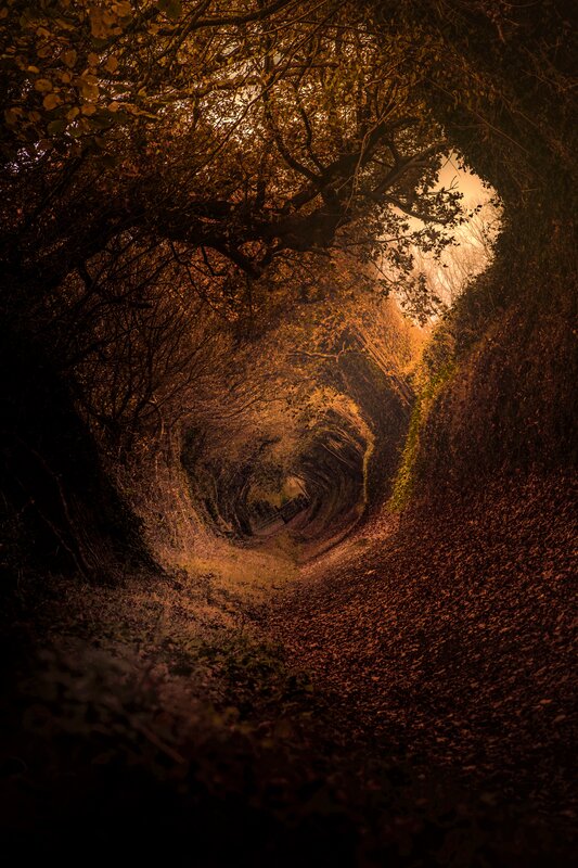 Tree Tunnel Path — Brown, Dramatic, Autumn