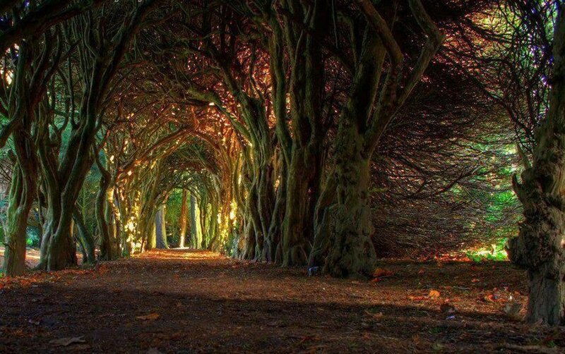 Tree Tunnel Path — Brown, Dramatic