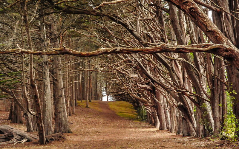 Tree Tunnel Path — Brown, Serene