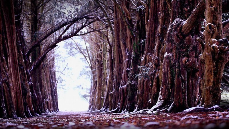 Tree Tunnel Path — Brown, Serene, Winter