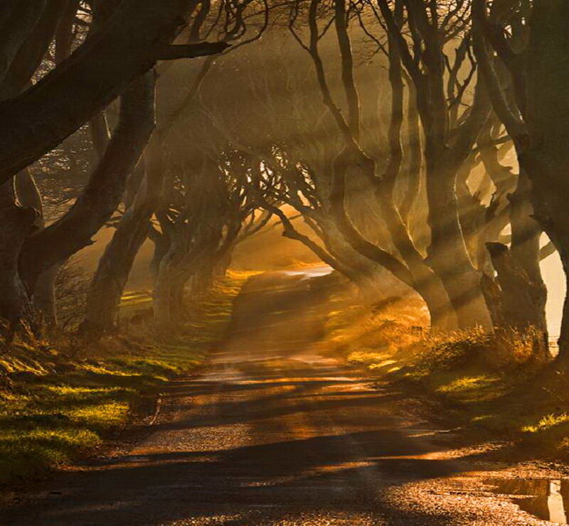 Tree Tunnel Path — Brown