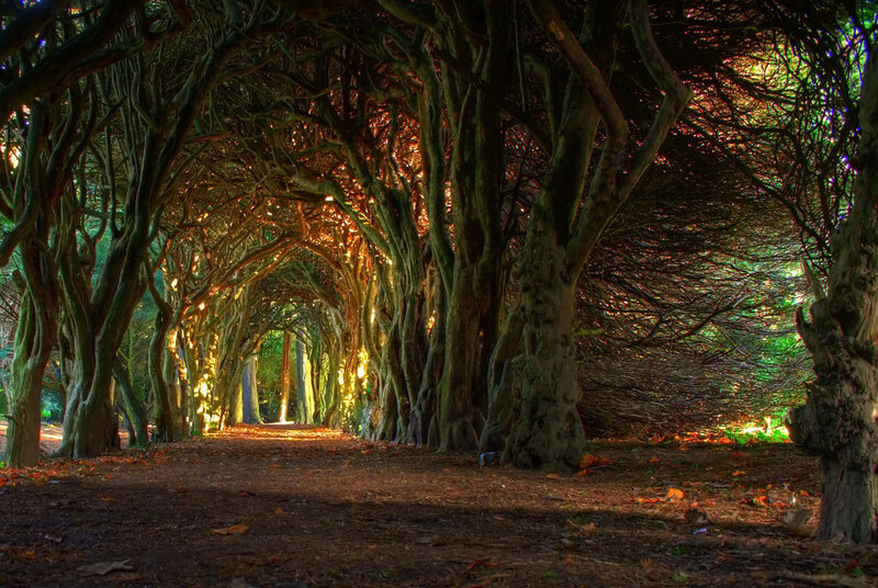 Tree Tunnel Path — Green, Dramatic, Afternoon