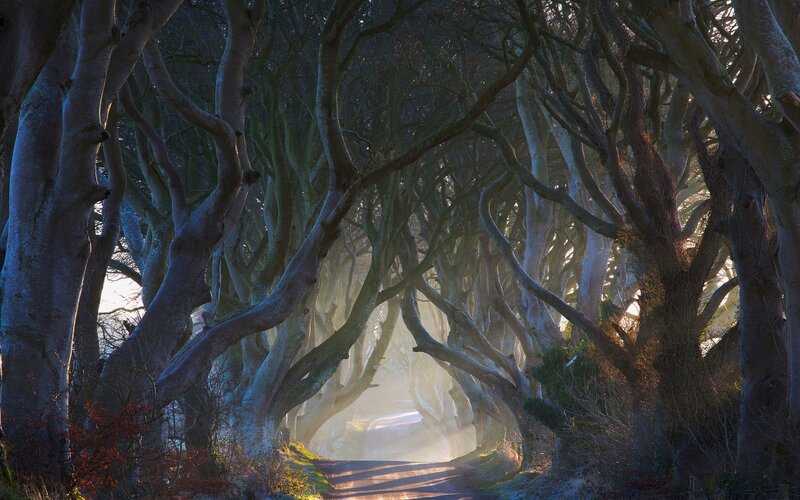 Tree Tunnel Path — Green, Dramatic