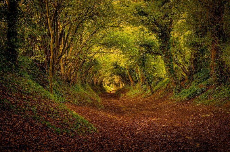 Tree Tunnel Path — Green, Serene, Afternoon, Photograph
