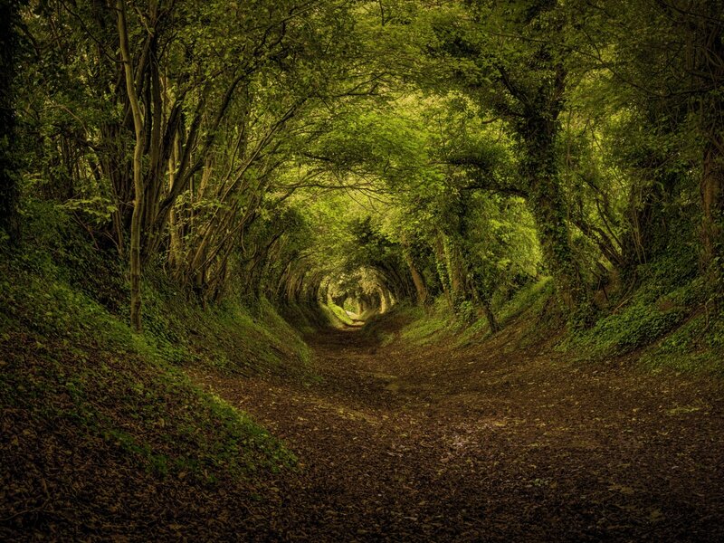 Tree Tunnel Path — Green, Serene, Afternoon, Photograph, Trees, Leaves