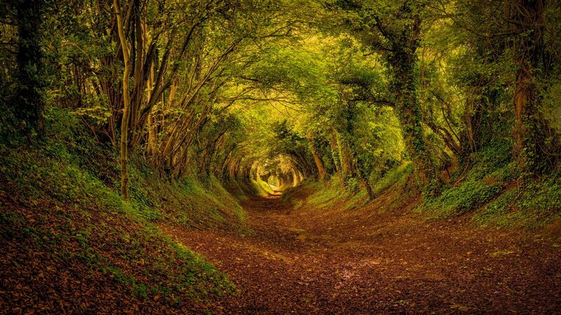 Tree Tunnel Path — Green, Serene, Afternoon, Photograph, Trees