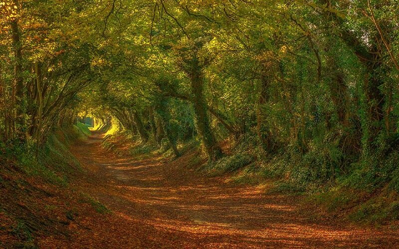 Tree Tunnel Path — Green, Serene, Afternoon