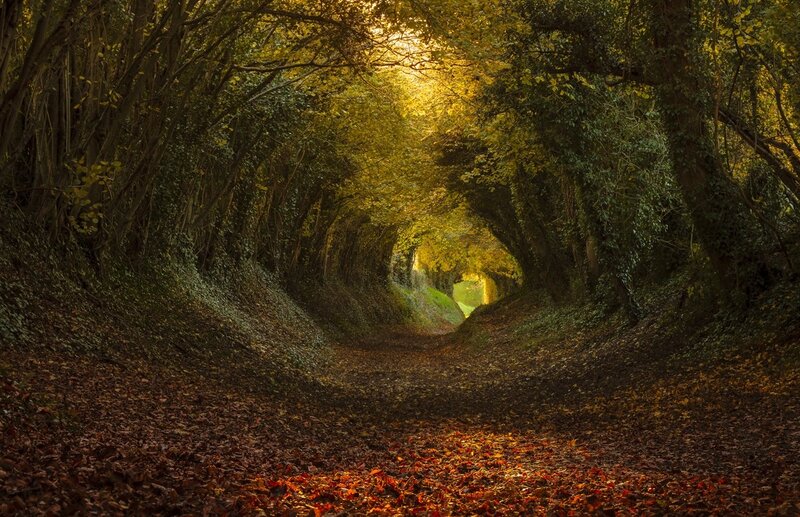 Tree Tunnel Path — Green, Serene, Autumn, Photograph