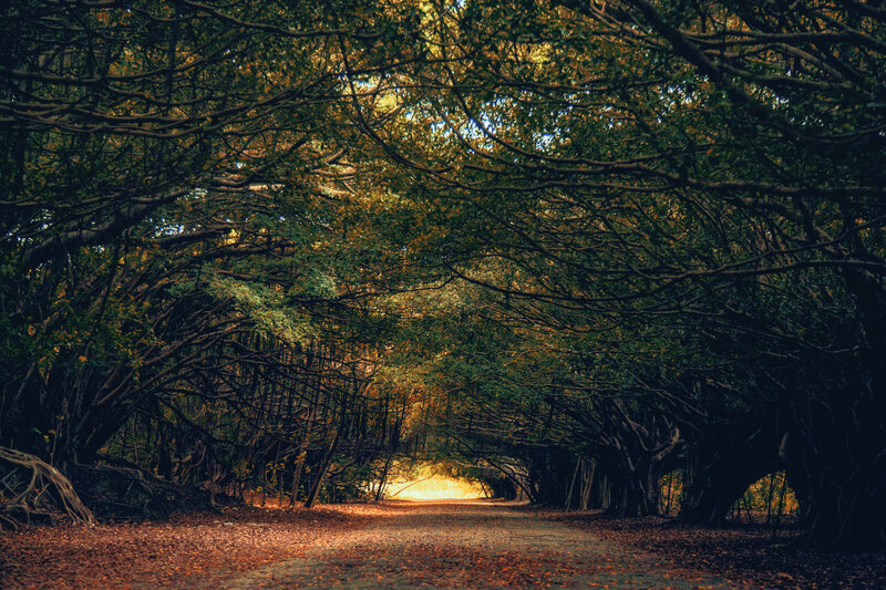 Tree Tunnel Path — Green, Serene, Autumn