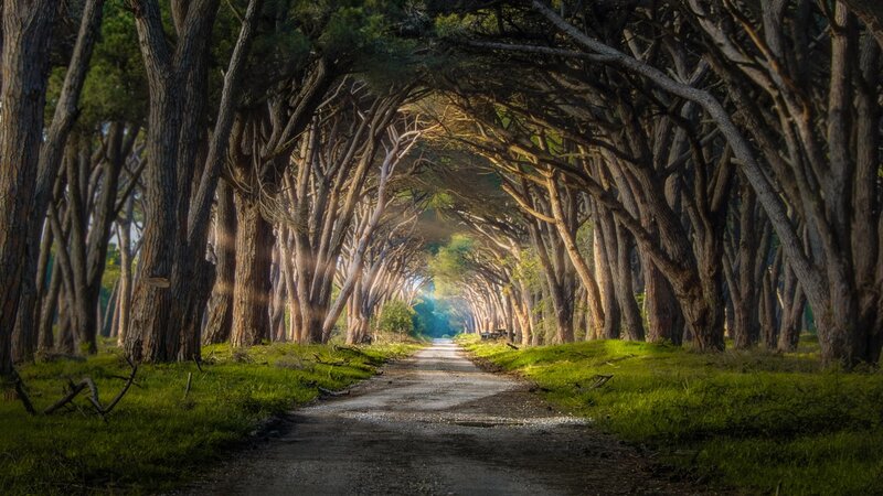 Tree Tunnel Path — Green, Serene, Morning