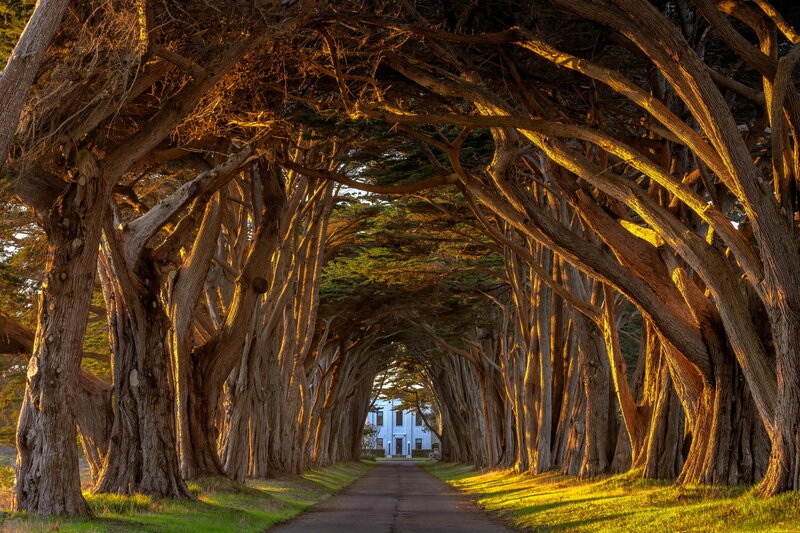 Tree Tunnel Path — Green, Serene, Sunset