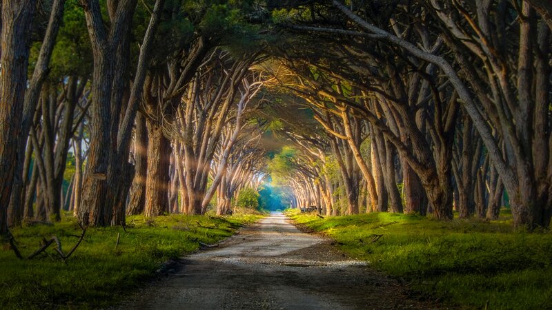 Tree Tunnel Path — Green, Serene