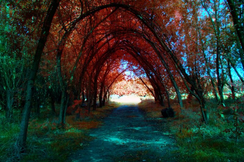 Tree Tunnel Path — Red