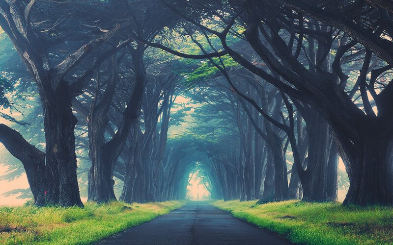 tree tunnel road