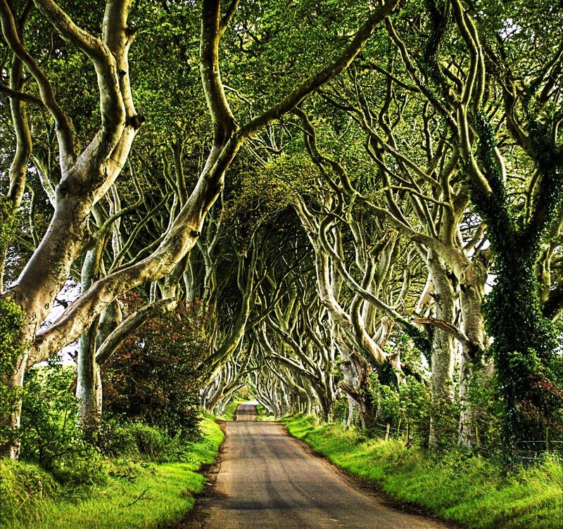 tree tunnel road