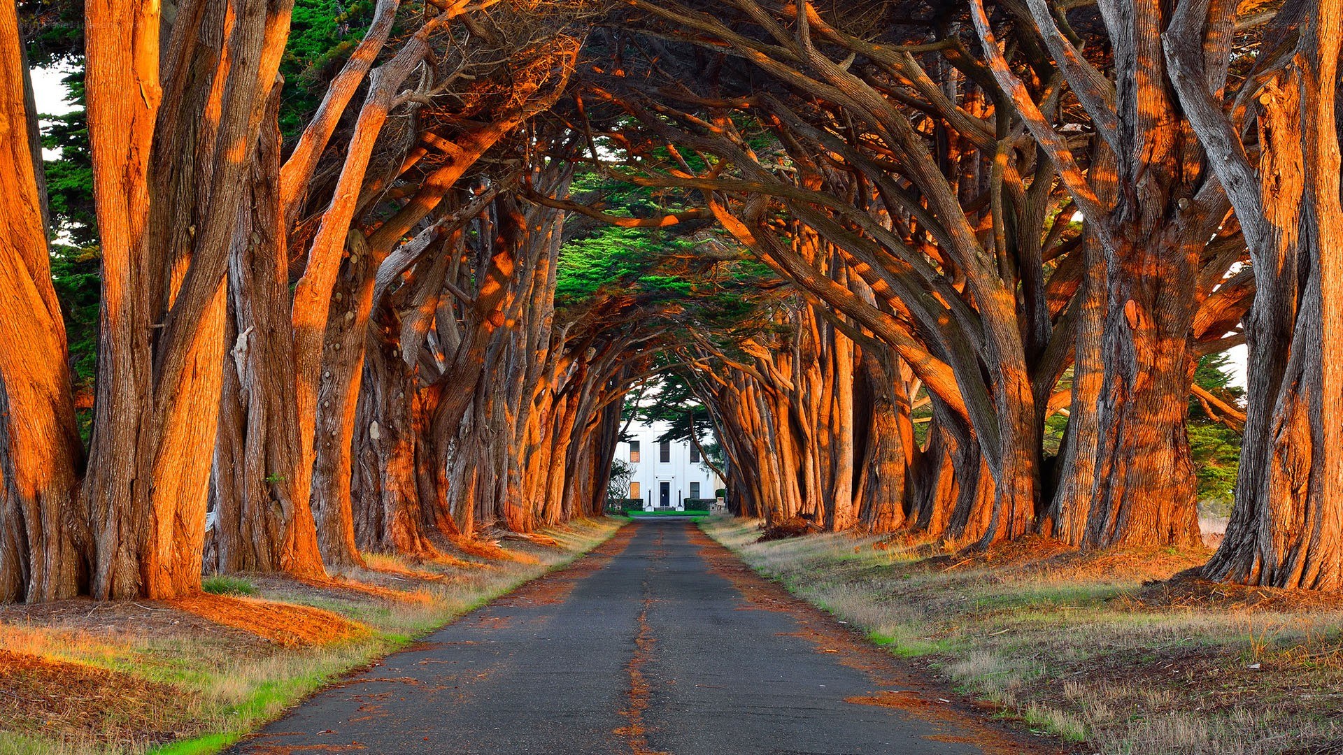 tree tunnel road at sunset