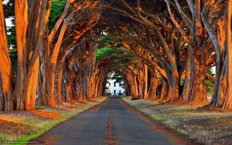 Tree tunnel road at sunset