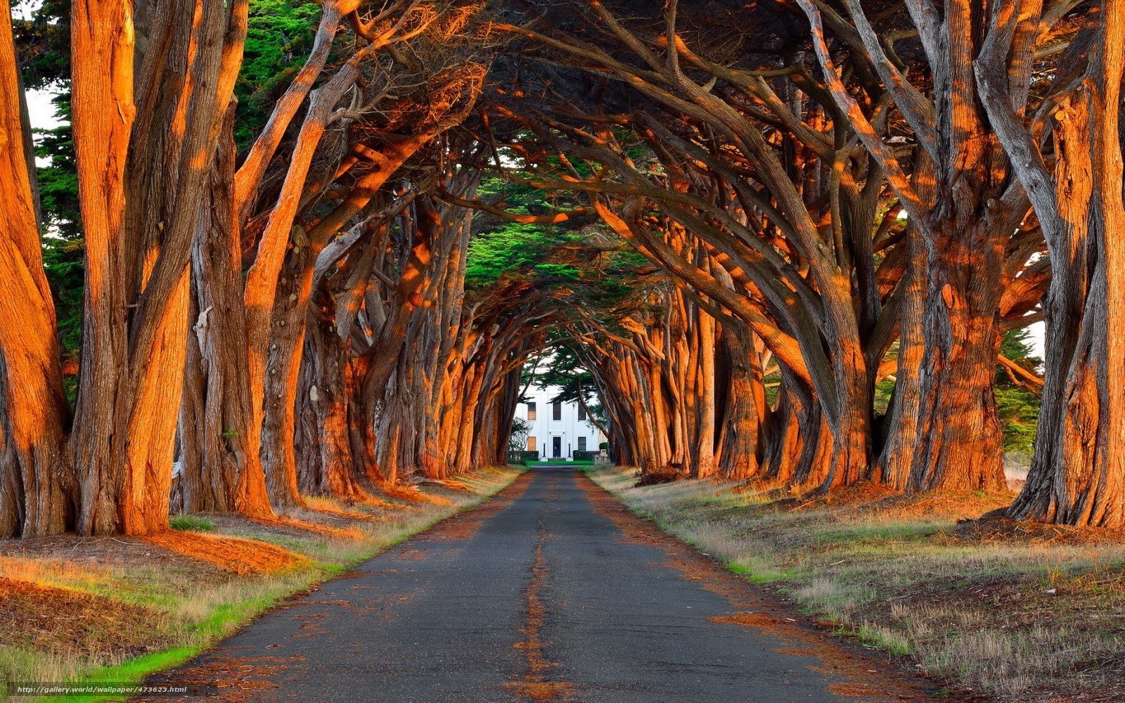 Tree tunnel road at sunset