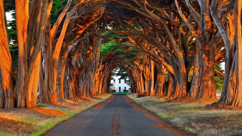 Tree Tunnel Road — Brown, Serene