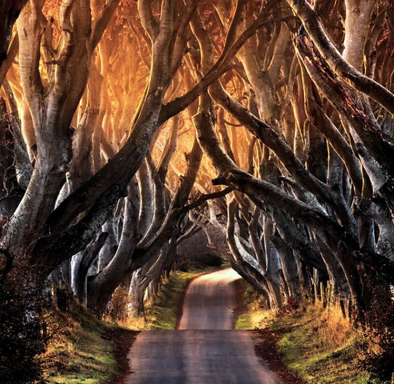 Tree Tunnel Road — Brown