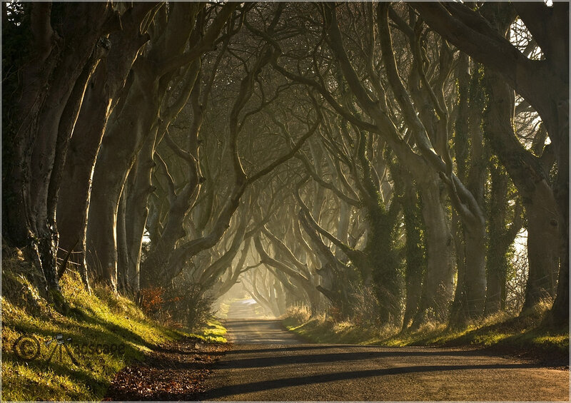 Tree Tunnel Road — Green, Dramatic, Morning