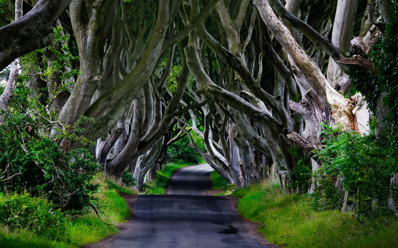 Tree Tunnel Road — Green, Dramatic