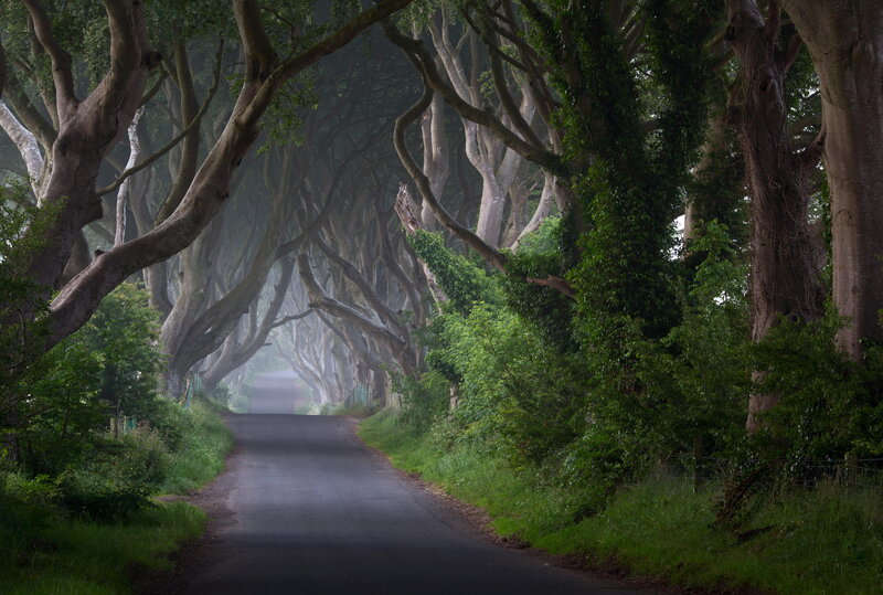 Tree Tunnel Road — Green, Mysterious, Morning