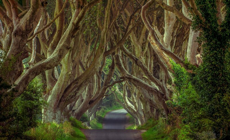 Tree Tunnel Road — Green, Mysterious
