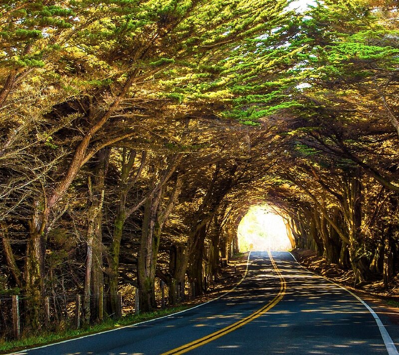 Tree Tunnel Road — Green, Serene, Afternoon
