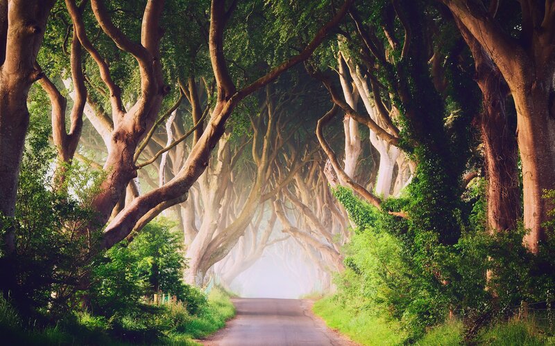 Tree Tunnel Road — Green, Serene, Morning