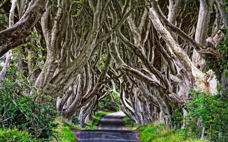 Tree Tunnel Road — Green, Serene