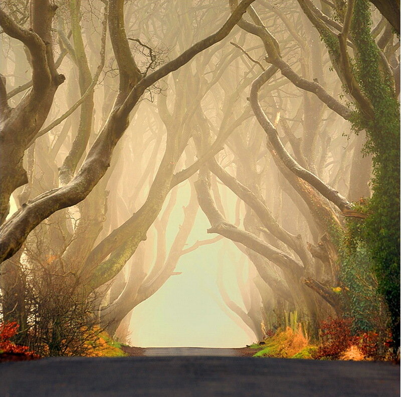 Tree Tunnel Road — Green