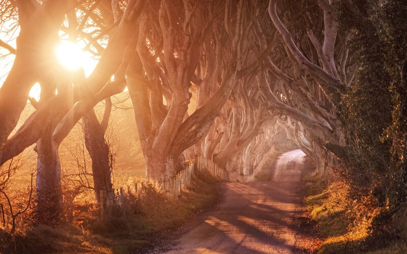 Tree Tunnel Road — Orange, Dramatic, Sunset, Photograph