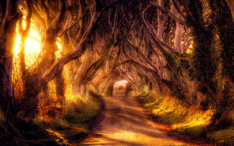 Tree Tunnel Road — Orange, Dramatic, Sunset