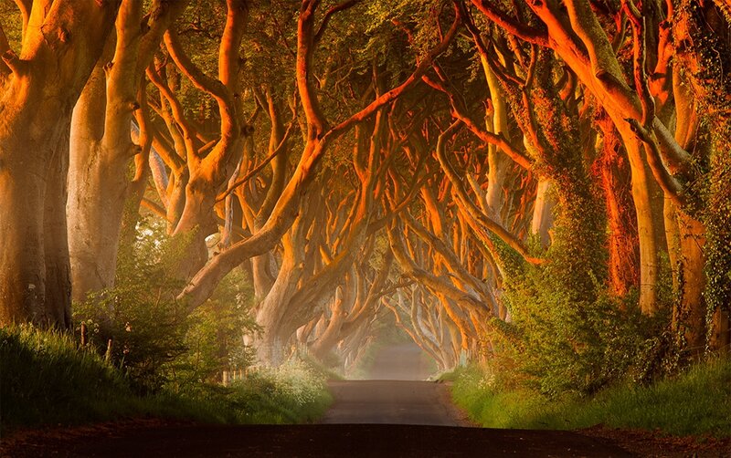 Tree Tunnel Road — Orange, Dramatic