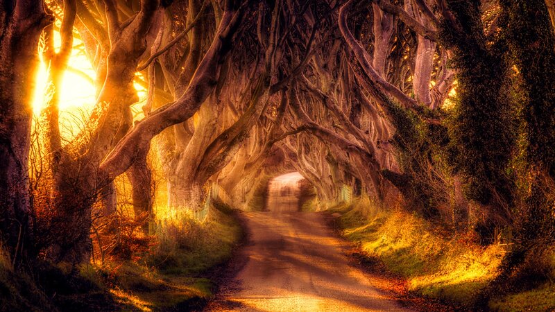Tree Tunnel Road — Orange