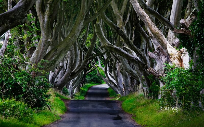 Tree tunnel road