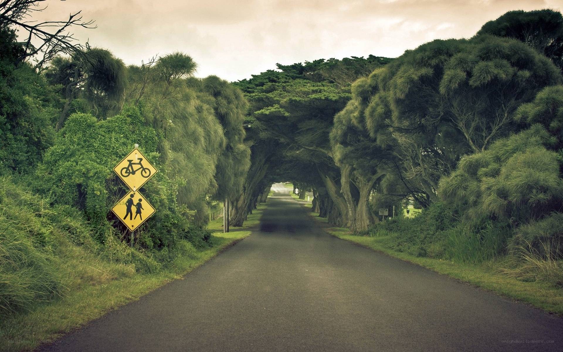 tree tunnel road with signs