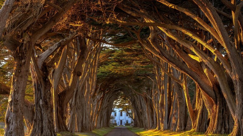 Tree Tunnel with Building