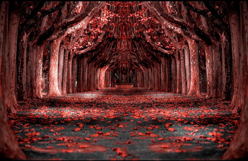 Tree Tunnel with Red Leaves — Dramatic
