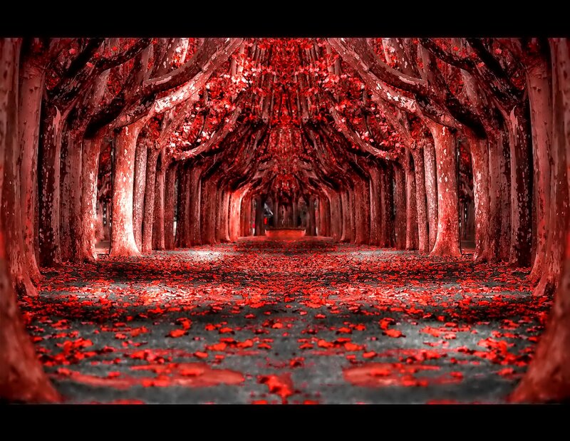 Tree Tunnel with Red Leaves
