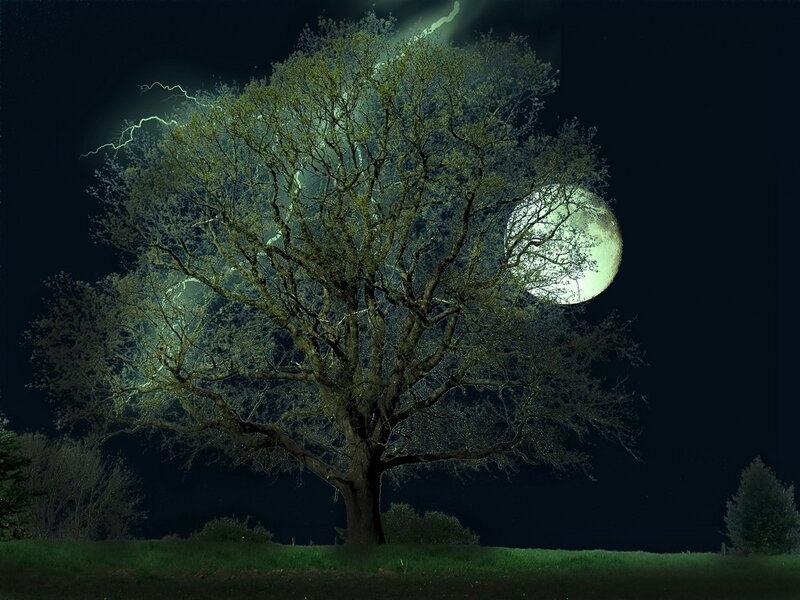 Tree under a full moon