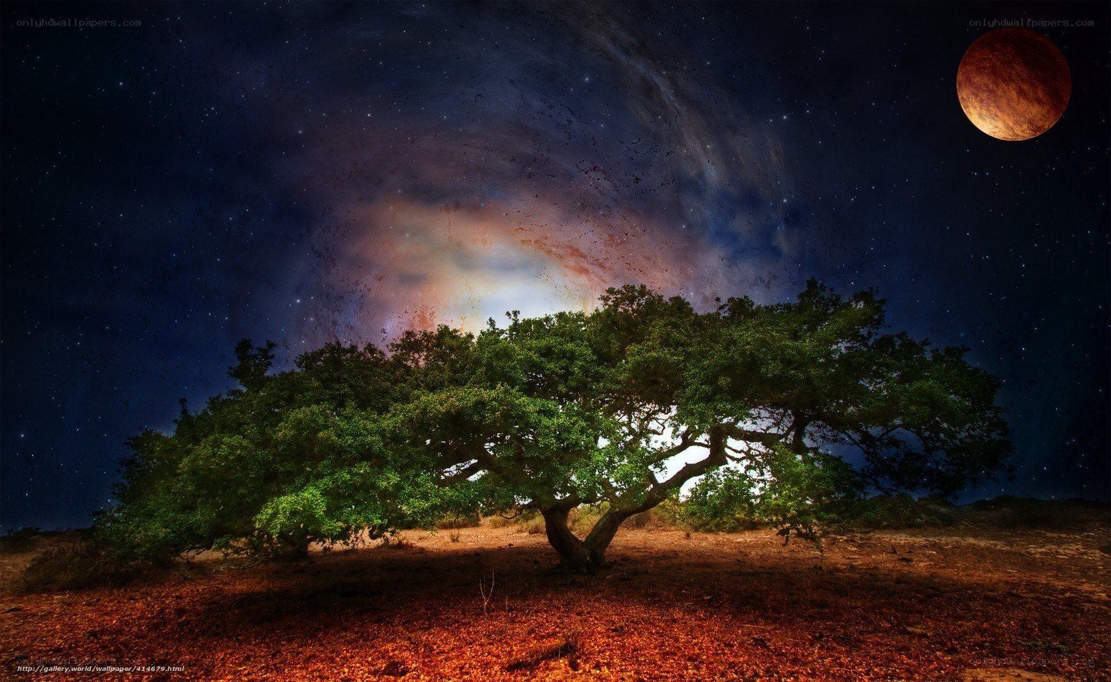 Tree under a starry sky