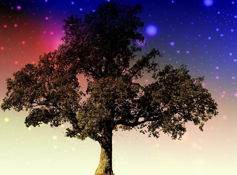 Tree under a starry sky