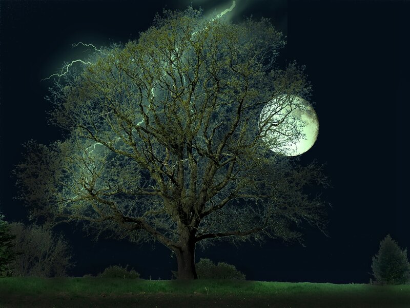 Tree under moonlight and lightning